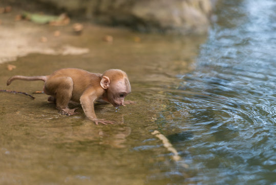 Young Monkey Drink Water