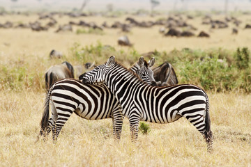Fototapeta na wymiar Zebras on the Masai Mara in Africa