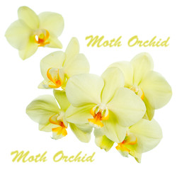 Branch orchid lemon colored. Isolation.