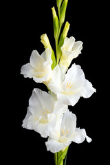 White gladiolus. isolation