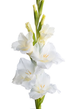 Fototapeta White gladiolus. isolation