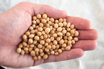 soybean