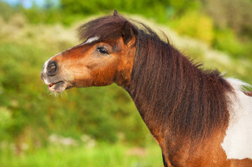 Portrait of painted shetland pony