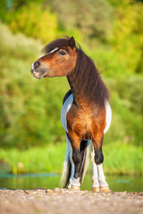 Little painted shetland pony