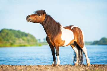 Painted shetland pony