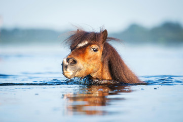 Shetland pony swimming