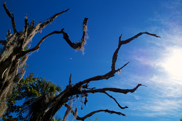 old dead oak with moss against sky
