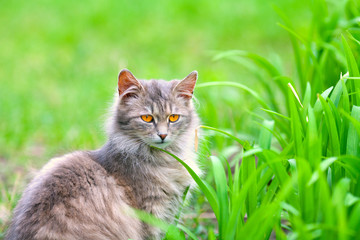 Gray siberian cat in the grass outdoor