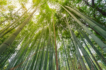 Fototapeta na wymiar Bamboo grove, bamboo forest at Arashiyama, Kyoto, Japan
