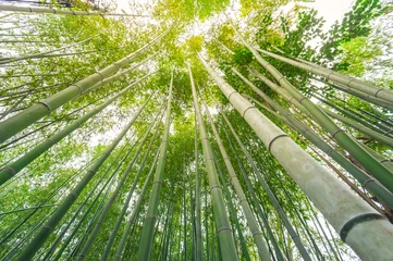 Türaufkleber Bambus Bambushain, Bambuswald bei Arashiyama, Kyoto, Japan