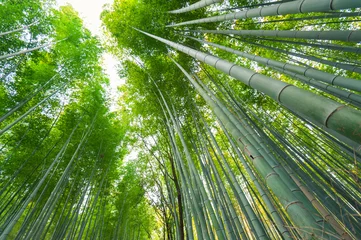 Foto op Plexiglas Bamboe Bamboebos, bamboebos in Arashiyama, Kyoto, Japan