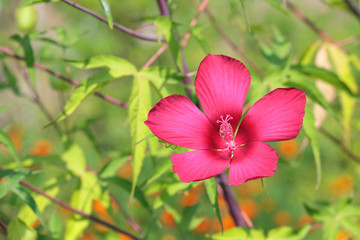 Hibiscus