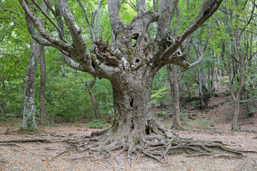 Old tree