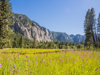 mountain and meadow in Yosemite National Park, California - 69218159