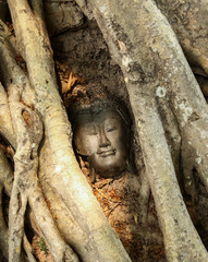 head of Buddha image is covered by roots of tree - 69218168