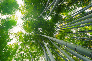 Bambouseraie, forêt de bambous à Arashiyama, Kyoto, Japon