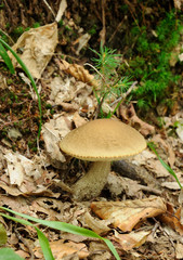 leccinum scabrum mushroom in real environment