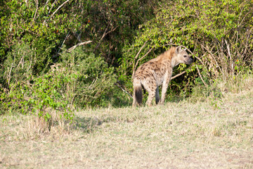 hyäne