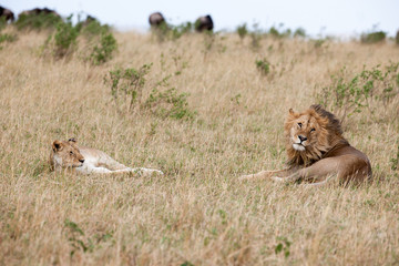 lion