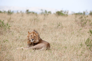 lion