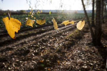 Autumn field