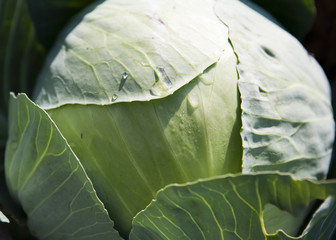 Garden cabbage with water drops