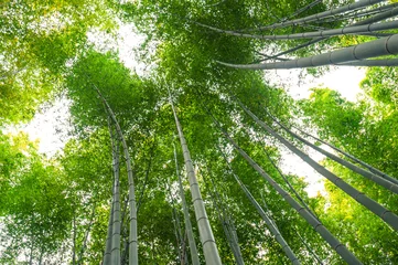 Papier Peint photo Bambou Bambouseraie, forêt de bambous à Arashiyama, Kyoto, Japon