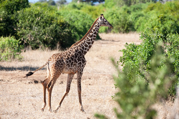 giraffe