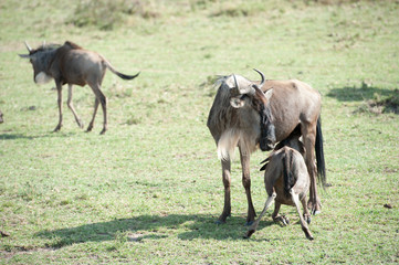 gnu migration