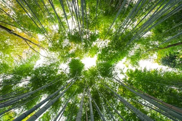 Fotobehang Bamboe Bamboebos, bamboebos in Arashiyama, Kyoto, Japan