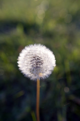 Dandelion on green grass background
