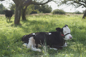 Krowa z cielakiem na pastwisku