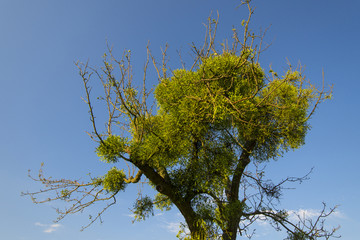 mistletoe on convoluted tree