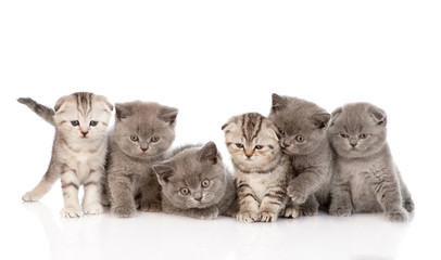 Plakat group baby kittens. isolated on white background
