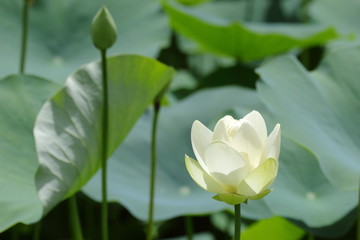 白いハスの花
