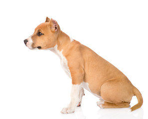 staffordshire terrier puppy sitting in profile. isolated on whit