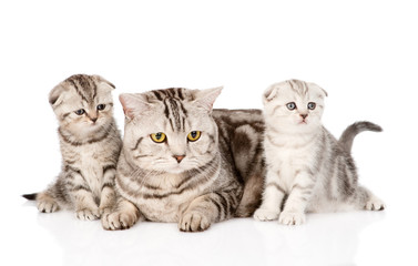 Plakat adult cat with kittens. isolated on white background