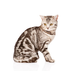 Fototapeta na wymiar Adult Scottish cat looking away. isolated on white background