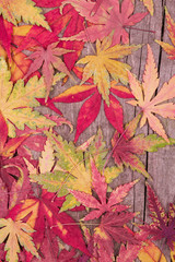 Autumn maple leaves background