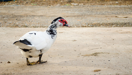 duck