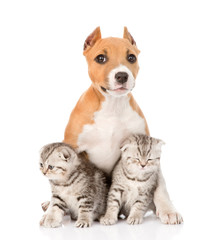 Obraz premium stafford puppy and two scottish kittens sitting together. isolat