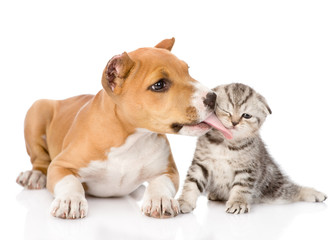stafford puppy licks a scottish kitten. isolated on white backgr