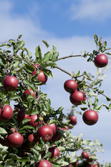 Obraz premium Apfelbaum