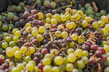 Ripe grapes