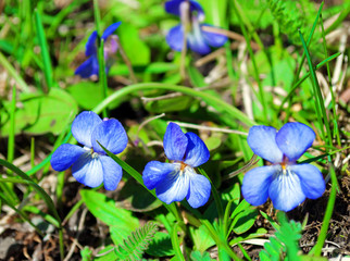 Forest violets