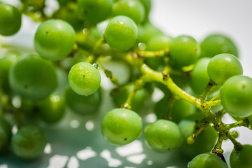 Unripe green grapes on white background. Selective focus.