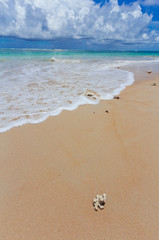 Nai Yang Beach blue cloundy sky with old tree  Phuket,Thailand,