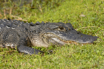 American Alligator in the Wetland
