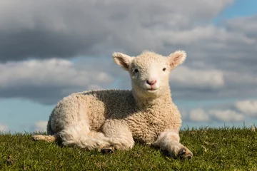 Crédence de cuisine en verre imprimé Moutons basking little lamb