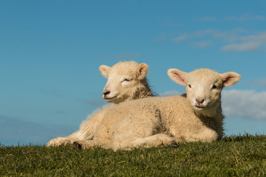 basking lambs against blue sky